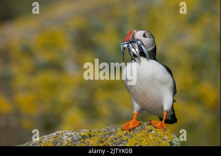 Atlantischer Papageitaucher (Fratercula arctica) mit Sandaalen zwischen Flechten-bedeckten Felsen, Shiant Islands, Schottische Highlands, Großbritannien Stockfoto