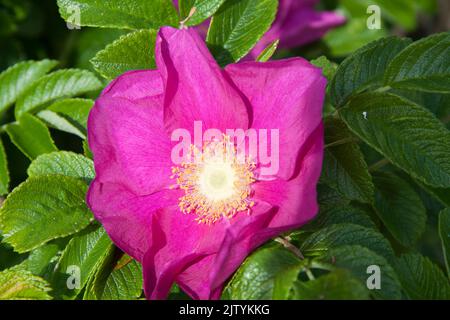 Wilde Rose im Garten Warwickshire England großbritannien Stockfoto