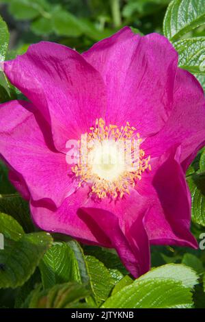 Wilde Rose im Garten Warwickshire England großbritannien Stockfoto