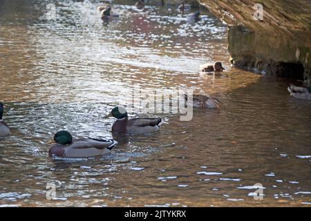 Mallard Ducks (Anas platyrhynchos) under Bridge at Bourton on the Water Cotswolds Gloucestershire England großbritannien Stockfoto