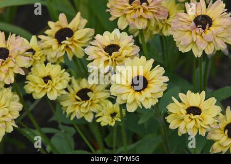 BBC Gardeners' World Autumn Fair im Audley End House and Gardens, Saffron Walden, Nr Cambridge, Essex, Großbritannien. 2.. September 2022. Stockfoto