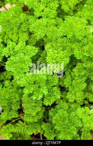 Petersilie wächst im Garten. Stockfoto