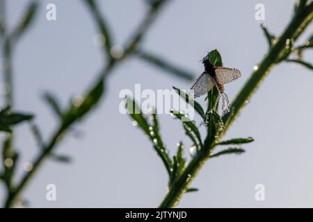 Imago von Ephemeroptera Mayfly sitzt auf Gras mit Tautropfen auf Flügeln Stockfoto