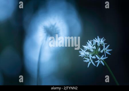 Ramsons (Allium ursinum) blüht in Laubwäldern in der Nähe von Milton Abbas, Dorset, England, Großbritannien Stockfoto