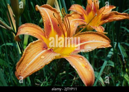 Nahaufnahme von Tiger Lilies in voller Blüte, aufgenommen im Norden von Virginia im Sommer Stockfoto