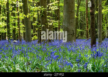 Teppich aus schönen Bluebells ein Symbol der Demut Beständigkeit Dankbarkeit und ewige Liebe unter den Bäumen in englischen Wäldern Stockfoto