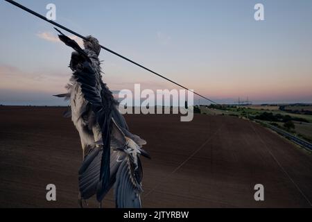 Nahaufnahme toter Reiher Vogel Graureiher (Ardea cinerea) nach Kollision mit Hochspannungsdraht, wo am Hals gehalten und noch unter ihm hängen. Traurige Szene Stockfoto