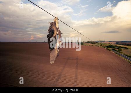 Nahaufnahme toter Reiher Vogel Graureiher (Ardea cinerea) nach Kollision mit Hochspannungsdraht, wo am Hals gehalten und noch unter ihm hängen. Traurige Szene Stockfoto