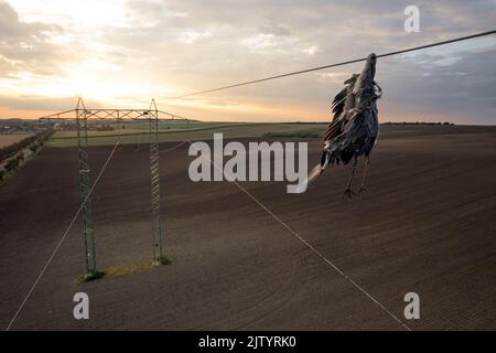 Nahaufnahme toter Reiher Vogel Graureiher (Ardea cinerea) nach Kollision mit Hochspannungsdraht, wo am Hals gehalten und noch unter ihm hängen. Traurige Szene Stockfoto