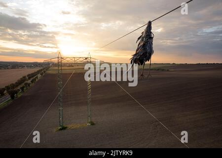Nahaufnahme toter Reiher Vogel Graureiher (Ardea cinerea) nach Kollision mit Hochspannungsdraht, wo am Hals gehalten und noch unter ihm hängen. Traurige Szene Stockfoto