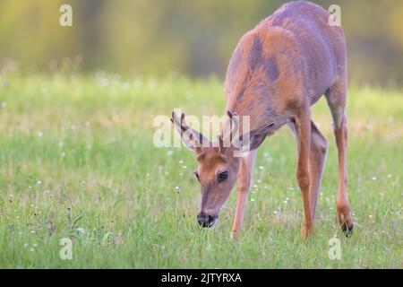 Junge weiß-Buck in einem nördlichen Wisconsin Feld tailed. Stockfoto