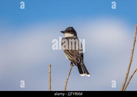 Eastern kingbird in Nordwisconsin. Stockfoto