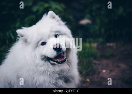 Eine flache Aufnahme eines niedlichen Samoyed-Hundeportraits im Garten Stockfoto