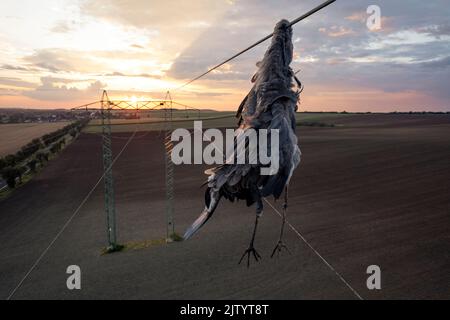 Nahaufnahme toter Reiher Vogel Graureiher (Ardea cinerea) nach Kollision mit Hochspannungsdraht, wo am Hals gehalten und noch unter ihm hängen. Traurige Szene Stockfoto
