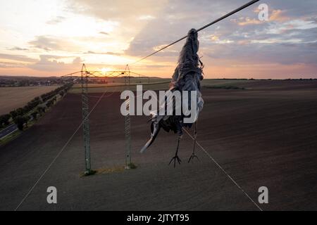 Nahaufnahme toter Reiher Vogel Graureiher (Ardea cinerea) nach Kollision mit Hochspannungsdraht, wo am Hals gehalten und noch unter ihm hängen. Traurige Szene Stockfoto