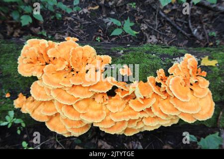 Pilze aus dem Hühnerwald im Camp Ground Woods in des Plaines, Illinois Stockfoto