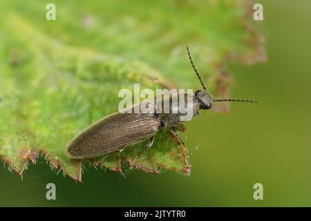 Natürliche Nahaufnahme auf einem braunen, haarigen, schneidendem Käfer Athous haemorrhoidalis, der auf einem grünen Blatt sitzt Stockfoto