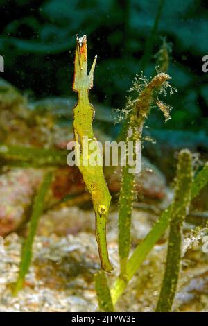 Robuster Geisterpfeifenfisch (Solenostomus cyanopterus), Puerto Galera, Mindoro, Philippinen, Indo-Pazifischer Ozean, Asien Stockfoto