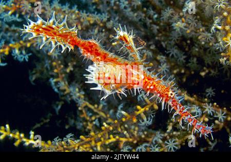 Verzierte Geisterpfeifenfische oder Harlekin-Geisterpfeifenfische (Solenostomus paradoxus), an einer Hornkoralle, Ari-Atoll, Malediven, Indischer Ozean, Asien Stockfoto