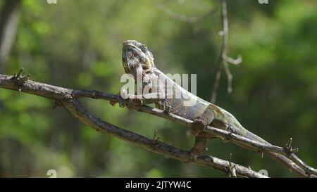 Das Chamäleon mit offenem Mund sitzt auf einem Ast und schaut sich um. Panther-Chamäleon (Furcifer pardalis). Nahaufnahme. Stockfoto