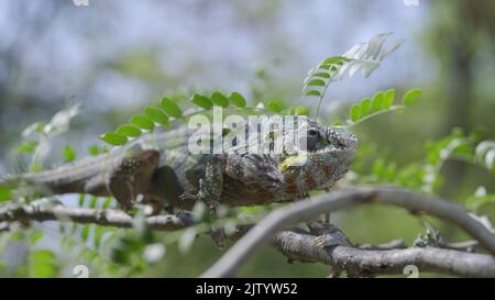Nahaufnahme von Chameleon sitzt auf einem Ast und schaut sich während der Mauser um. Panther-Chamäleon (Furcifer pardalis). Stockfoto