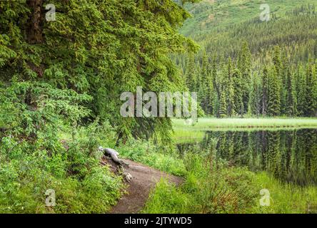 Einer der Triple Lakes im Denali National Park, Alaska Stockfoto