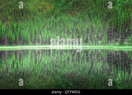 Bäume spiegeln sich in einem der Triple Lakes im Denali National Park, Alaska Stockfoto