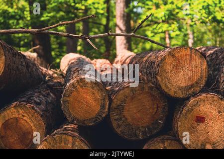 Schneiden Sie Bäume übereinander in einem Wald gestapelt Stockfoto