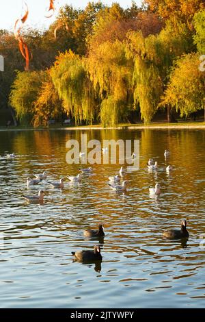 Natürliche Landschaft im Titan Park in Bukarest im Herbst, mit einer Schar von Blässhühnern und Möwen, wilden Vögeln auf dem Seewasser und gelben Bäumen am Ufer Stockfoto