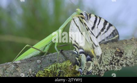 Grüne Gottesanbeterin sitzt auf einem Ast und frisst großen Schmetterling gefangen. Europäische Mantis (Mantis religiosa) und seltener Schwalbenschwanzschmetterling (Iphicli Stockfoto