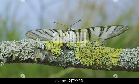 Frotaufnahme des seltenen Schwalbenschwanzschmetterlings (Iphiclides podalirius) sitzt auf einem Baumzweig auf blauem Himmel Hintergrund. Makroaufnahme Stockfoto