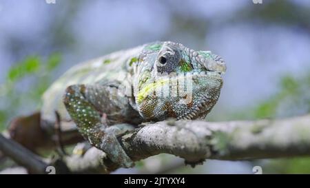 2. September 2022, Oblast Odessa, Ukraine, Osteuropa: Die Nahaufnahme einer Fliege stört Chameleon, der während der Mauser auf einem Ast liegt. Panther-Chamäleon (Bild: © Andrey Nekrasov/ZUMA Press Wire) Stockfoto