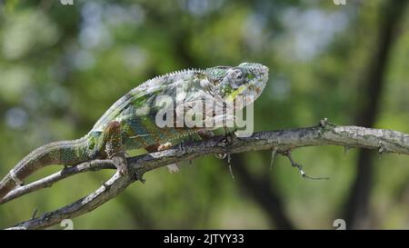 2. September 2022, Oblast Odessa, Ukraine, Osteuropa: Chamäleon mit offenem Mund sitzt auf einem Ast und schaut sich um. Panther-Chamäleon (Furcifer pardalis). Nahaufnahme (Bild: © Andrey Nekrasov/ZUMA Press Wire) Stockfoto