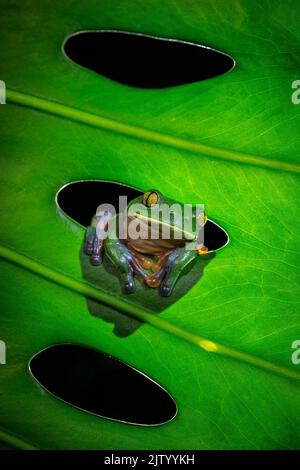 Gelbäugiger oder blauer Blattfrosch (Agalychnis annae) auf Monstera-Blatt, San Jose, Costa Rica Stockfoto