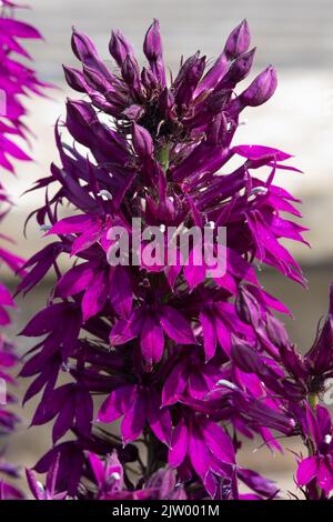 Lobelia × speciosa „Hadspen Purple“ Stockfoto