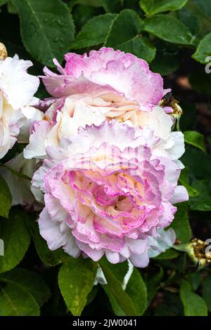 Blüten der ‘Marc Chagall’ Floribunda Rose Stockfoto