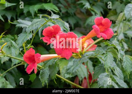 Campsis grandiflora, chinesische Trompetenrebe Stockfoto