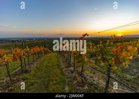 Weinberg bei Unterretzbach im Weinviertel, Oberösterreich Stockfoto