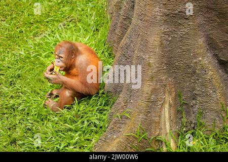 Baby Orang-Utan beim Essen unter einem großen Baum Stockfoto