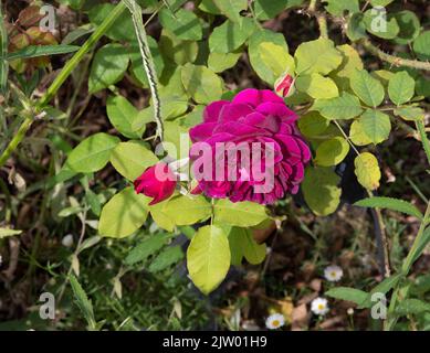 Rosa Munstead Wood Stockfoto