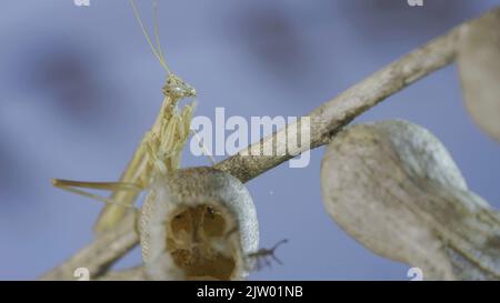 2. September 2022, Oblast Odessa, Ukraine: Nahaufnahme einer kleinen Gottesanbeterin sitzt auf trockenen Henbane-Blumen auf blauem Himmel Hintergrund. Crimean Praying Mantis (Ameles heldreichi) männlich auf Black Henbane (Hyoscyamus niger). Makroaufnahme (Bild: © Andrey Nekrasov/ZUMA Press Wire) Stockfoto