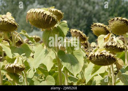 Getrocknete reife Sonnenblumen auf einem Sonnenblumenfeld in Erwartung der Ernte. Toskana, Italien Stockfoto