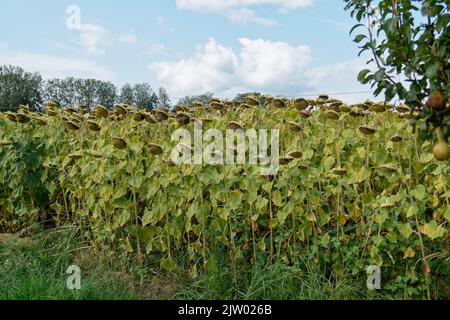 Getrocknete reife Sonnenblumen auf einem Sonnenblumenfeld in Erwartung der Ernte. Toskana, Italien Stockfoto