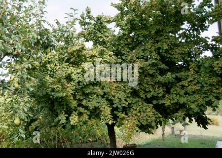 Haselnussbaum mit grünen Blättern im Sommer. Toskana, Italien Stockfoto