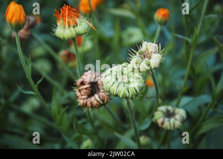 Samen von Calendula officinalis oder Garten Ringelblumen wachsen im Garten Stockfoto