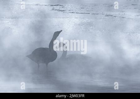 Singschwäne (Cygnus cygnus), erwachsenes Paar im geothermisch beheizten Pool, Lake Kussaro, Hokkaido, Japan Stockfoto