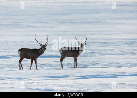 Ezo Sika Deer (Cervus nippon yesoensis), zwei Erwachsene, die im Schnee stehen, Hokkaido, Japan Stockfoto