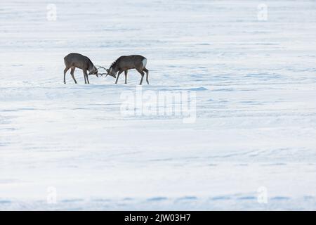Ezo Sika Deer (Cervus nippon yesoensis), zwei Kämpfe im Schnee, Hokkaido, Japan Stockfoto