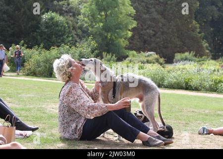 Saffron Walden, Großbritannien. 02.. September 2022. Die erste BBC Gärtner-Weltherbstmesse findet im Audley End House in Essex statt. Hunde genossen die Veranstaltung auch. Kredit: Eastern Views/Alamy Live Nachrichten Stockfoto