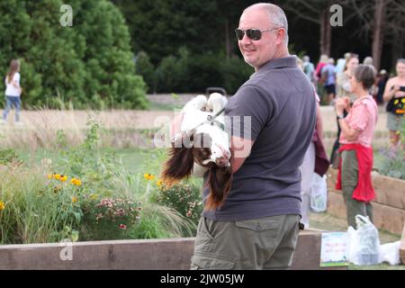 Saffron Walden, Großbritannien. 02.. September 2022. Die erste BBC Gärtner-Weltherbstmesse findet im Audley End House in Essex statt. Ein sehr entspannter Hund, der die Veranstaltung genießt. Kredit: Eastern Views/Alamy Live Nachrichten Stockfoto